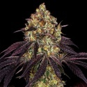 Stracciatella (T.H.Seeds) Feminizovaná