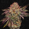 BubbleGummieZ (T.H. Seeds) Feminizovaná