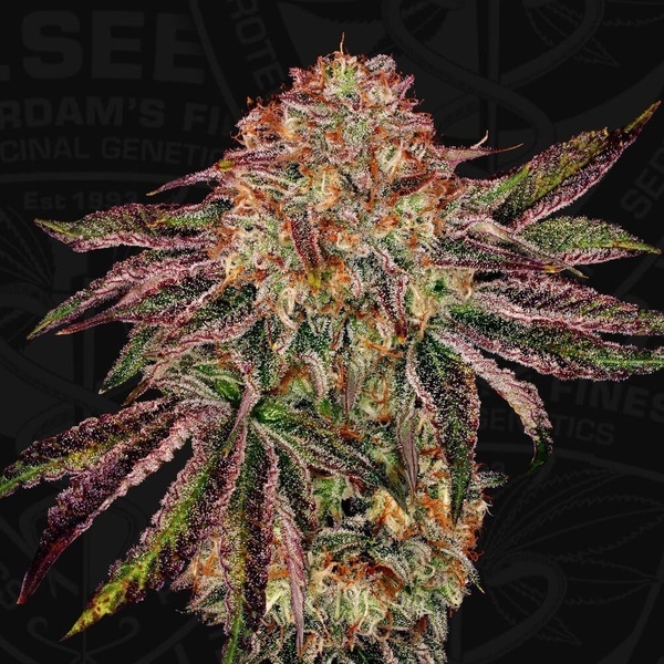 BubbleGummieZ (T.H. Seeds) Feminizovaná