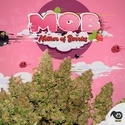 MOB (T.H. Seeds) Feminizovaná