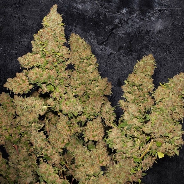 MOB (T.H. Seeds) Feminizovaná