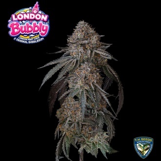 London Bubbly (T.H.Seeds) Feminizovan&aacute;