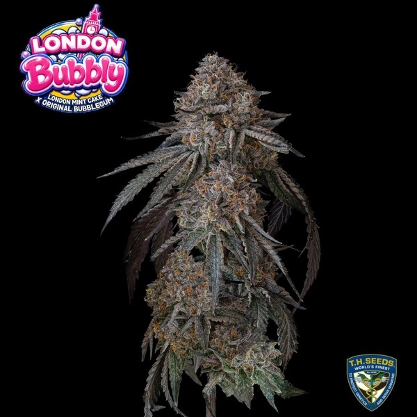 London Bubbly (T.H.Seeds) Feminizovaná
