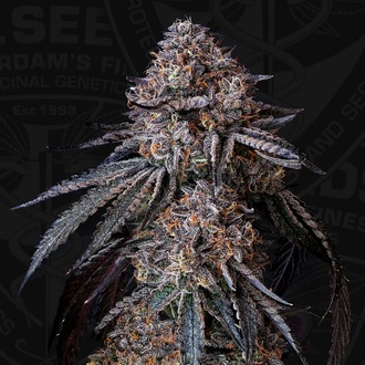 London Bubbly (T.H.Seeds) Feminizovaná