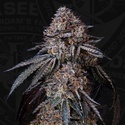 London Bubbly (T.H.Seeds) Feminizovaná