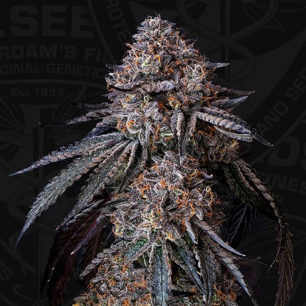 London Bubbly (T.H.Seeds) Feminizovaná