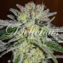 Northern Light Blue (Delicious Seeds) feminizovaná