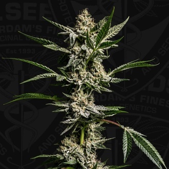 FireGum (T.H.Seeds) feminizovan&aacute;