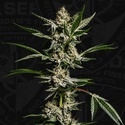 FireGum (T.H.Seeds) feminizovaná