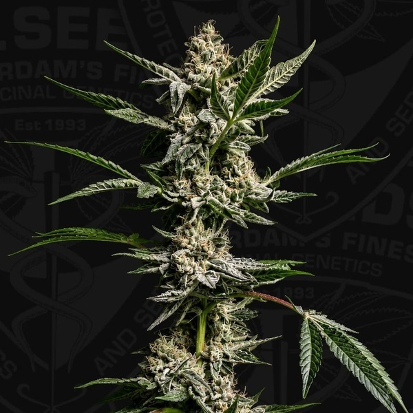 FireGum (T.H.Seeds) feminizovaná