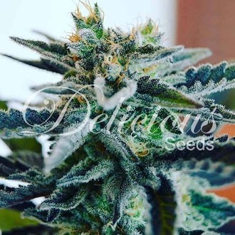 Sugar Black Rose (Delicious Seeds) feminizovan&aacute;