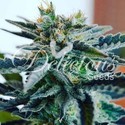 Sugar Black Rose (Delicious Seeds) feminizovaná