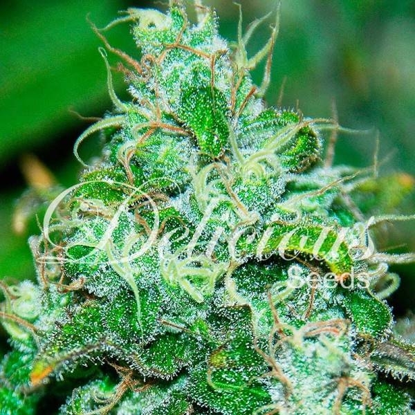 Fruity Chronic Juice (Delicious Seeds) feminizovaná