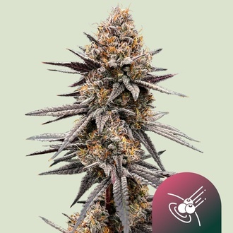 Gravity Berry F1 (Royal Queen Seeds) feminizovan&aacute;