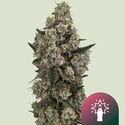 Supersoda F1 (Royal Queen Seeds) feminizovaná