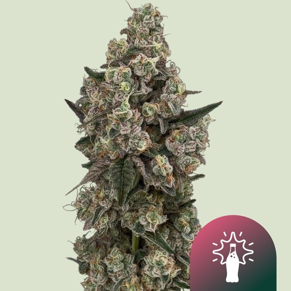Supersoda F1 (Royal Queen Seeds) feminizovaná