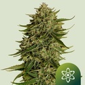 Quantum Terp F1 Samonakvétací (Royal Queen Seeds) Feminizovaná