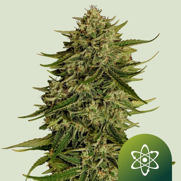 Quantum Terp F1 Samonakvétací (Royal Queen Seeds) Feminizovaná