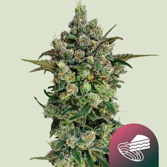 Dark Matter Cake F1 (Royal Queen Seeds) Feminizovan&aacute;