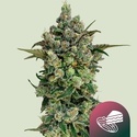 Dark Matter Cake F1 (Royal Queen Seeds) Feminizovaná