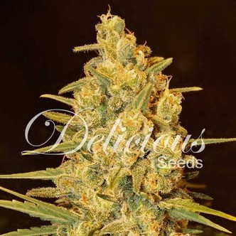 Critical Sensi Star (Delicious Seeds) feminizovan&aacute;