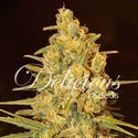 Critical Sensi Star (Delicious Seeds) feminizovaná