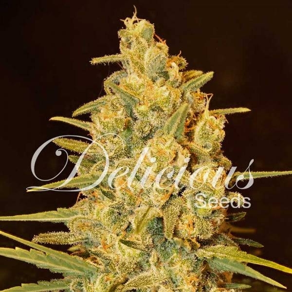 Critical Sensi Star (Delicious Seeds) feminizovaná