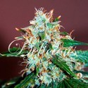 Critical Neville Haze 2.0 (Delicious Seeds) feminizovaná