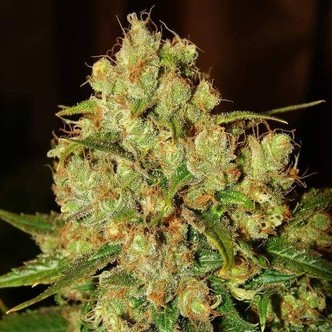 Master Kush (Nirvana) feminizovan&aacute;