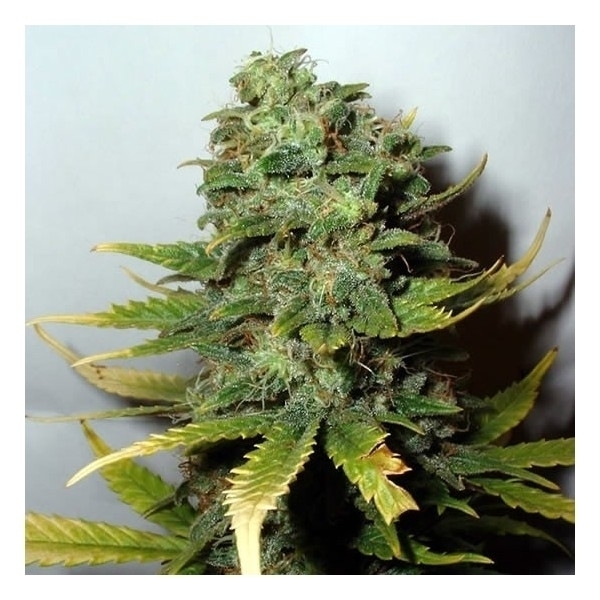 Super Skunk (Nirvana) feminizovaná