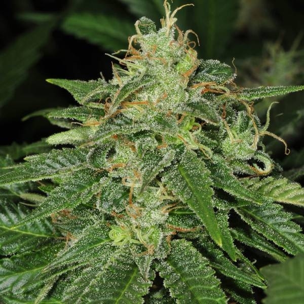 S.A.G.E. (T.H.Seeds) feminizovaná