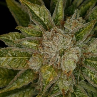 MK-Ultra (T.H.Seeds) feminizovan&aacute;