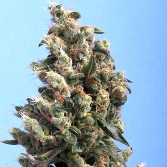 Kushage (T.H.Seeds) feminizovan&aacute;