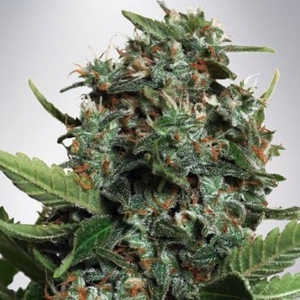 Autopilot XXL (Ministry of Cannabis) feminizovan&aacute;