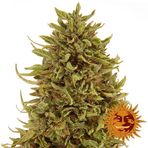 Pineapple Express Auto (Barney's Farm) feminizovaná