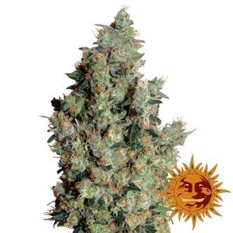 Tangerine Dream (Barney's Farm) feminizovan&aacute;
