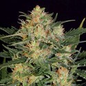 Samonakvétací White Russian (Serious Seeds) feminizovaná
