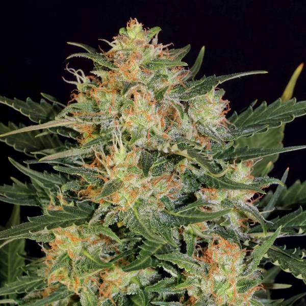 Samonakvétací White Russian (Serious Seeds) feminizovaná