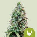 Amnesia Haze Samonakvétací (Royal Queen Seeds) feminizovaná