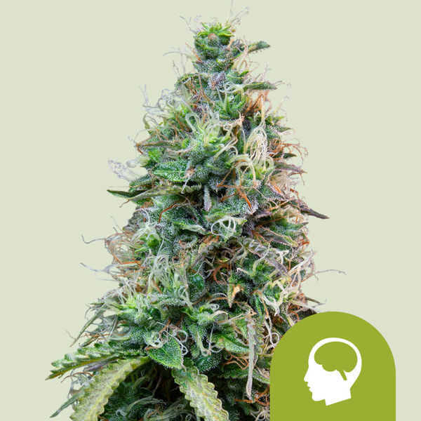 Amnesia Haze Samonakvétací (Royal Queen Seeds) feminizovaná