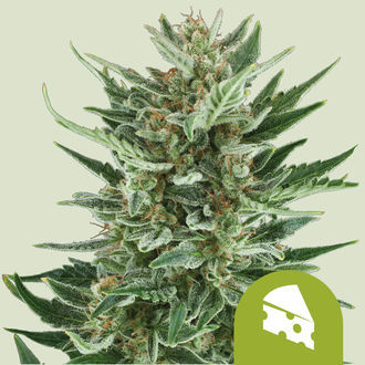 Royal Cheese Samonakv&eacute;tac&iacute; (Royal Queen Seeds) feminizovan&aacute;
