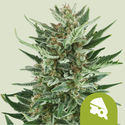 Royal Cheese Samonakvétací (Royal Queen Seeds) feminizovaná