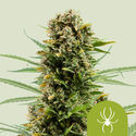 White Widow Samonakvétací (Royal Queen Seeds) feminizovaná