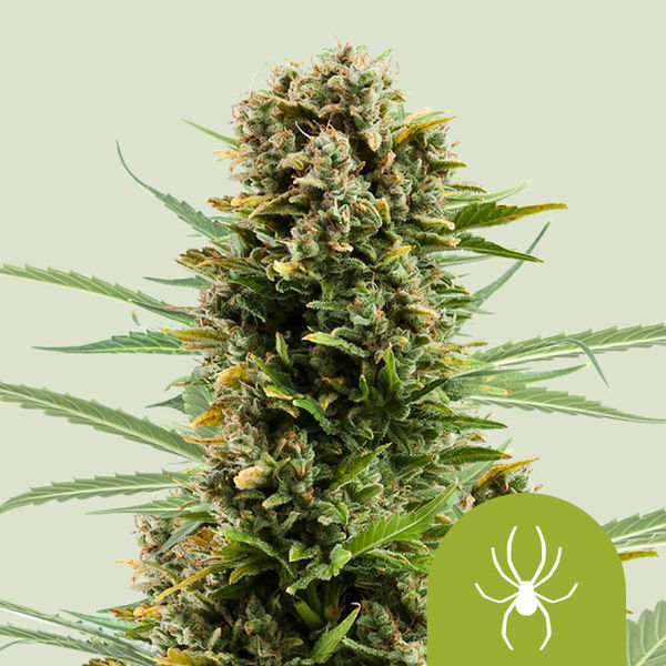 White Widow Samonakvétací (Royal Queen Seeds) feminizovaná