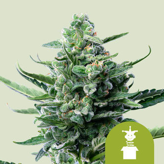 Royal Jack Samonakv&eacute;tac&iacute; (Royal Queen Seeds) feminizovan&aacute;