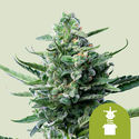 Royal Jack Samonakvétací (Royal Queen Seeds) feminizovaná