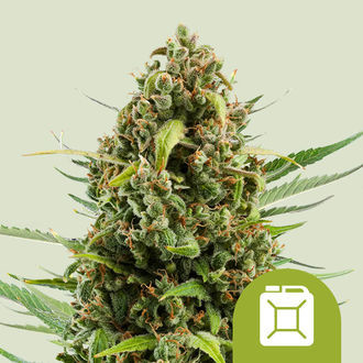 Diesel Samonakv&eacute;tac&iacute; (Royal Queen Seeds) feminizovan&aacute;