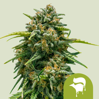 Sweet Skunk Samonakv&eacute;tac&iacute; (Royal Queen Seeds) feminizovan&aacute;