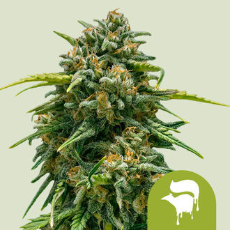 Sweet Skunk Samonakv&eacute;tac&iacute; (Royal Queen Seeds) feminizovan&aacute;