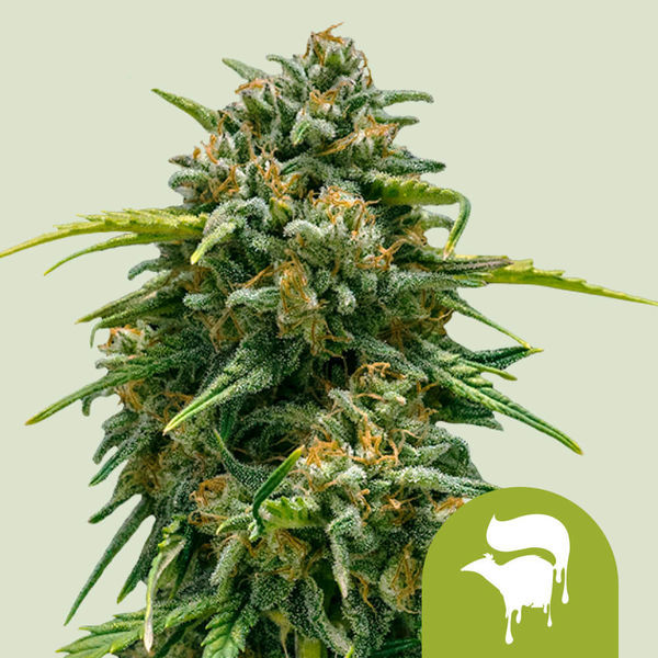 Sweet Skunk Samonakvétací (Royal Queen Seeds) feminizovaná